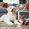 Alergie la par de animale